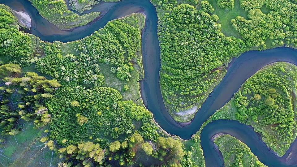 Birds eye shot of forest